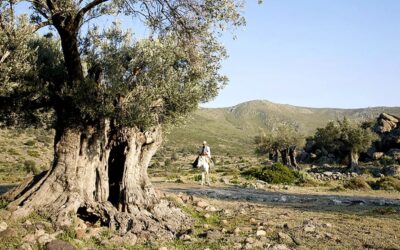 The Ancient Olive Grove